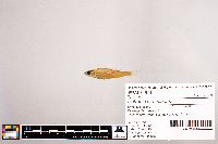 Notropis stramineus image