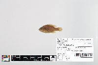 Lepomis cyanellus image