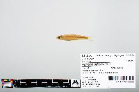 Notropis atherinoides image