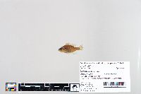 Lepomis humilis image