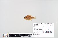 Lepomis macrochirus image