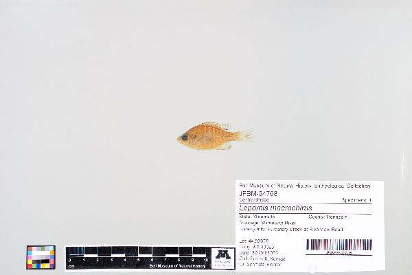 Lepomis macrochirus image