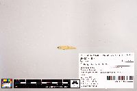 Notropis stramineus image