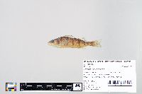 Perca flavescens image