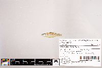 Notropis stramineus image