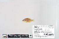 Lepomis humilis image