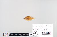 Lepomis macrochirus image