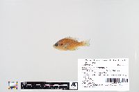 Lepomis macrochirus image