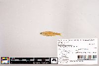 Notropis stramineus image