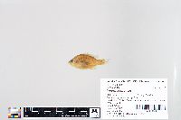 Lepomis humilis image