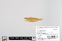 Perca flavescens image