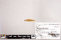 Notropis stramineus image