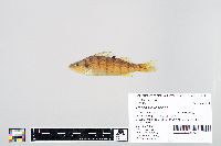 Perca flavescens image