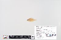 Lepomis macrochirus image