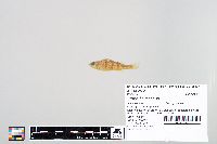 Perca flavescens image