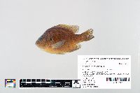 Lepomis gibbosus image