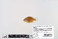 Lepomis macrochirus image