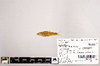 Notropis stramineus image