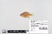 Lepomis macrochirus image