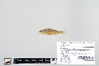 Perca flavescens image