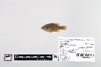 Lepomis cyanellus image