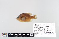 Lepomis gibbosus image