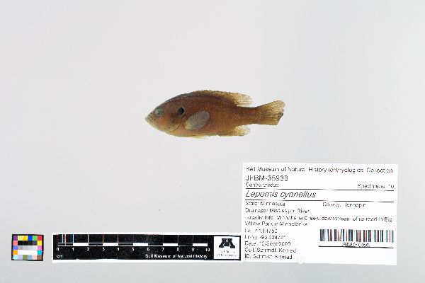 Lepomis cyanellus image