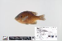 Lepomis macrochirus image