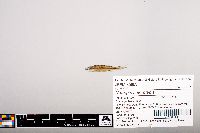 Notropis heterolepis image