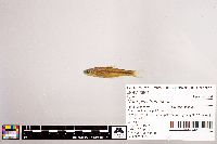 Notropis stramineus image