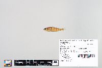 Perca flavescens image