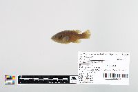 Lepomis cyanellus image