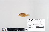 Lepomis humilis image