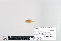 Lepomis humilis image