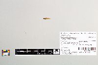 Gambusia affinis image