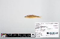 Notropis atherinoides image