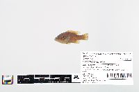 Lepomis cyanellus image