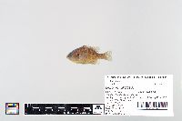 Lepomis gibbosus image