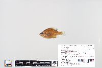 Lepomis macrochirus image