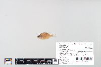 Lepomis gibbosus image