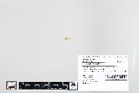 Lepomis humilis image