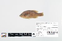 Lepomis cyanellus image