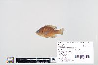 Lepomis macrochirus image