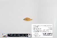 Lepomis humilis image