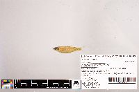 Notropis stramineus image