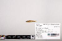 Notropis heterolepis image