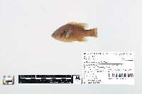 Lepomis cyanellus image