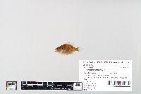 Lepomis gibbosus image