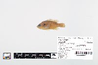 Lepomis cyanellus image