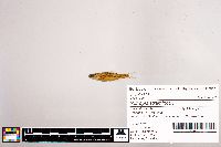 Notropis stramineus image